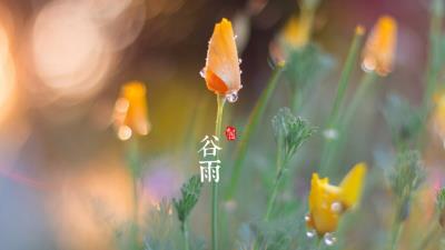 谷雨，春季最后一个节气